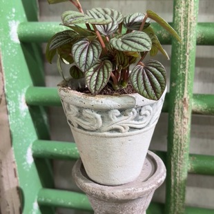 小花农福利 小花盆 9元 链接 默认没孔