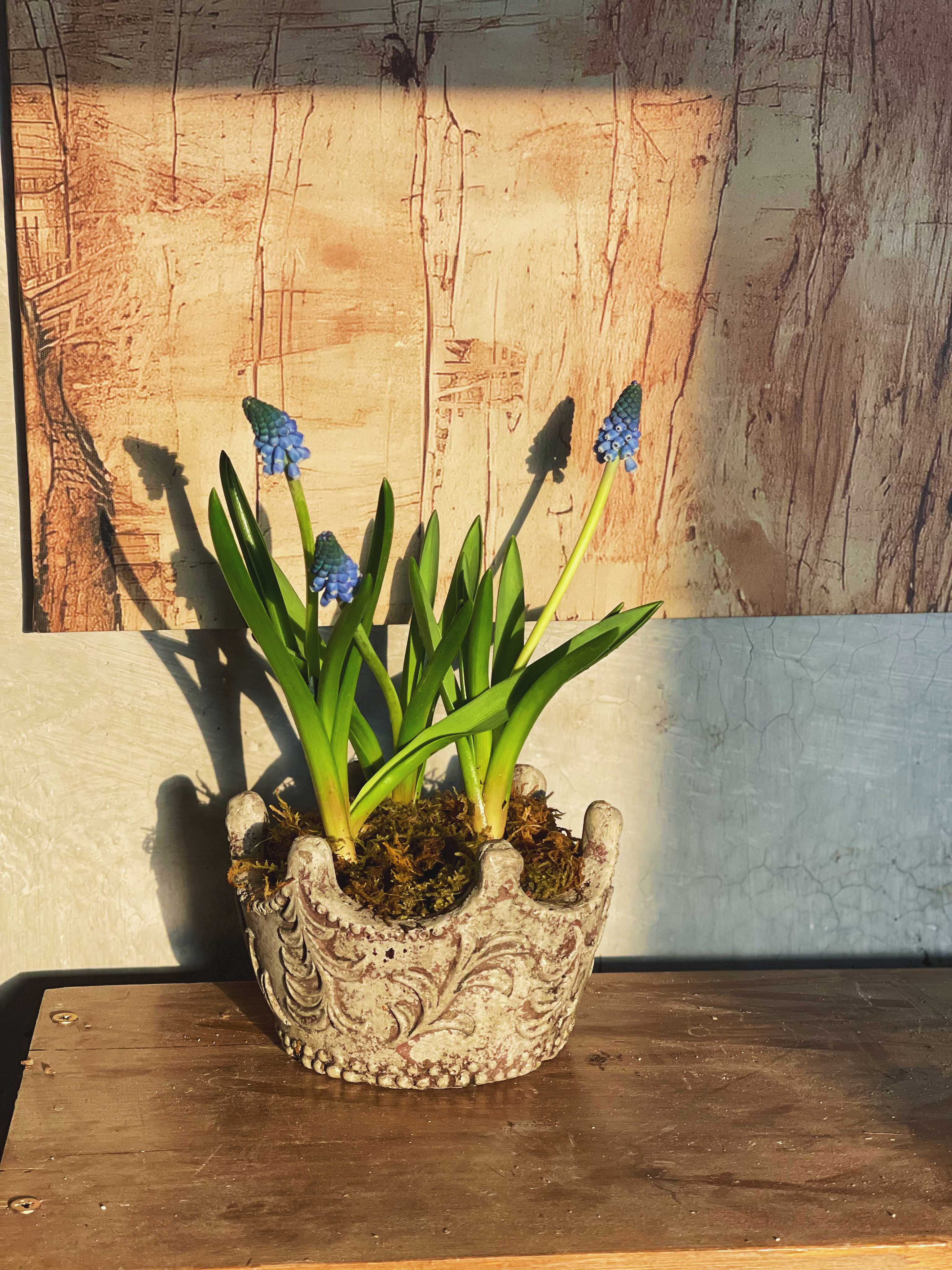 小花农 水泥皇冠立体浮雕花盆 15*9.5 内口12,家居饰品,花盆,淘宝优惠券,粉丝福利购,淘宝优惠卷