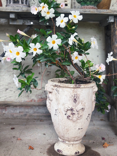 外贸出口手压粗陶红陶克罗心奖杯复古大口径月季三角梅绣球 花盆