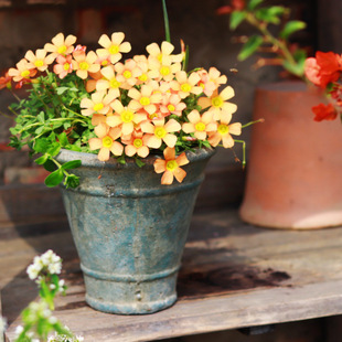 小花农-外贸出口简约蓝色红陶盆