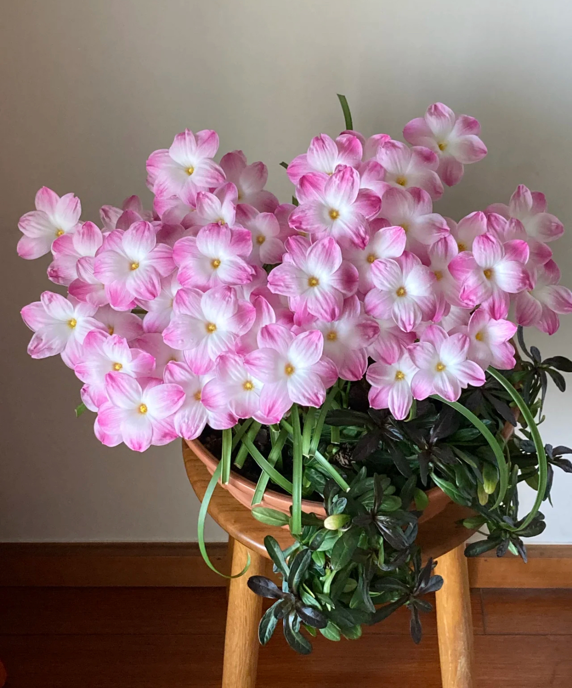 小花农孤品 福利 捡漏直播专拍链接