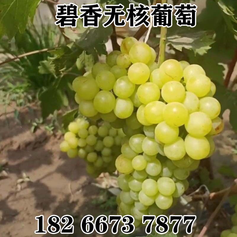 超早熟葡萄苗 碧香无核葡萄 盆栽地栽果树苗木无核葡萄树当年结果