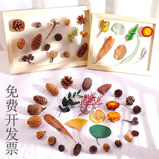 秋天的果实幼儿园秋天果实莲蓬头小南瓜干花松塔壳农作物装饰环创