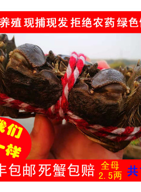 全母2.5两 缺重死蟹包赔正宗无为大闸蟹鲜活绿色螃蟹礼盒顺丰包邮