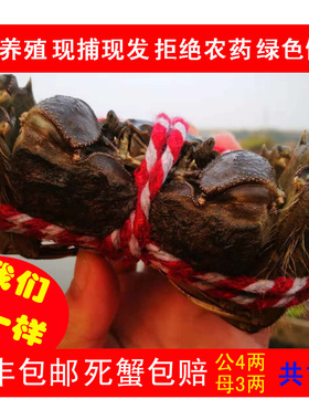 公4母3两 缺重死蟹包赔正宗无为大闸蟹鲜活绿色螃蟹礼盒顺丰包邮