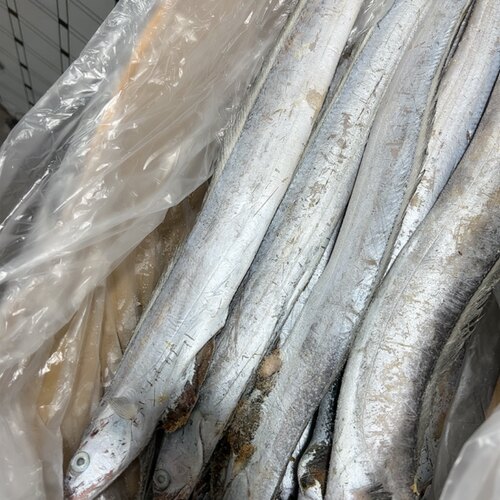 带鱼4斤到手8条