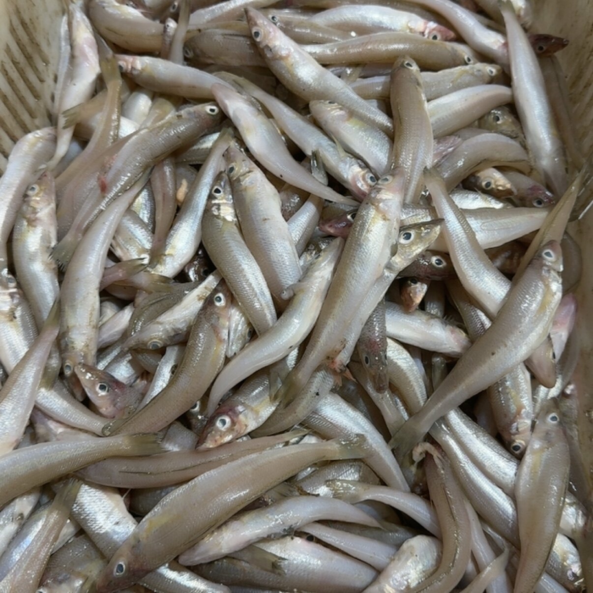 沙丁鱼4斤图片