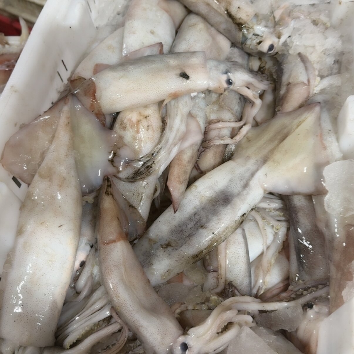 渤海湾 灯光船鱿鱼 4斤 超级好 白水煮着吃都好吃图片