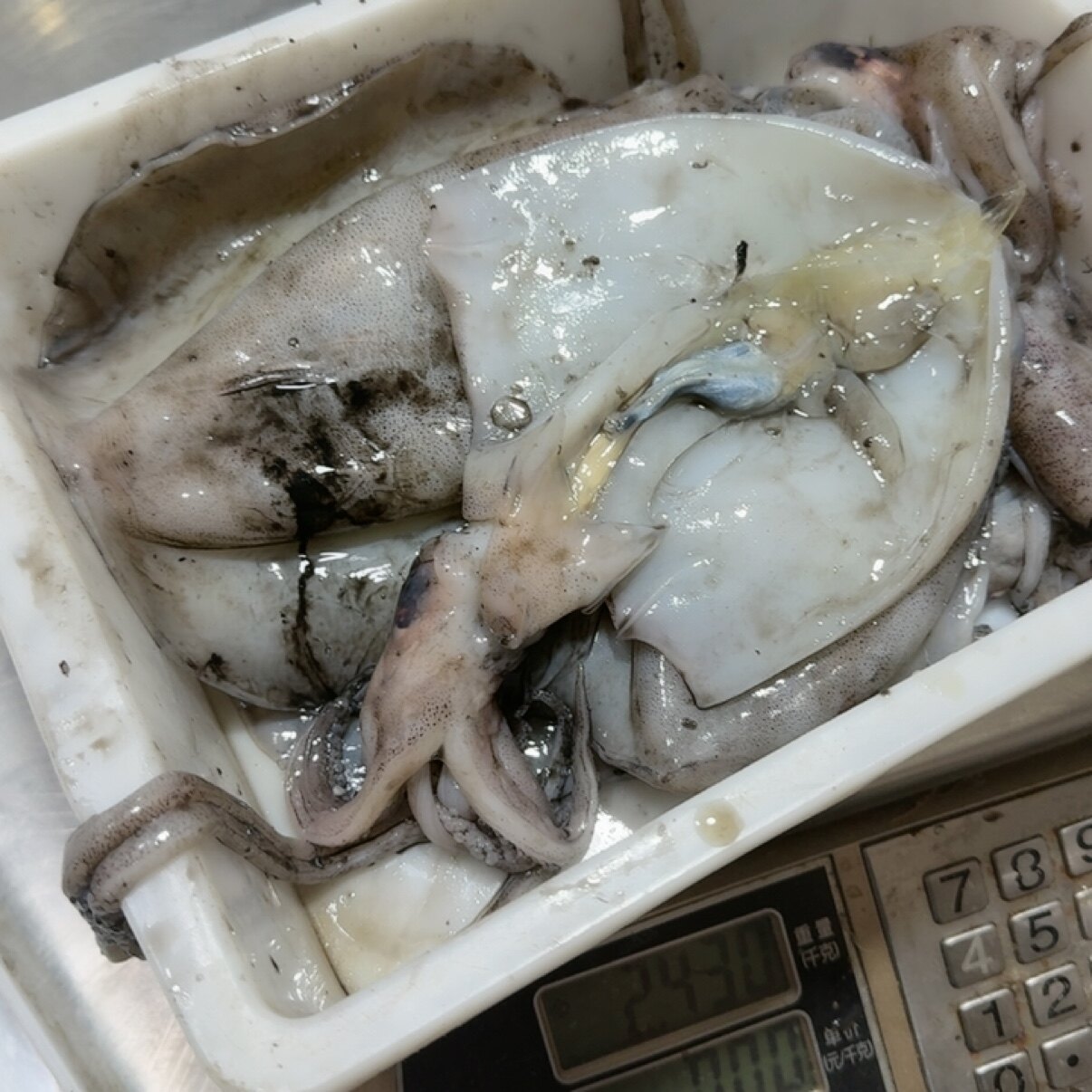 软丝4斤图片