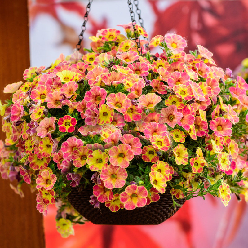 虹越超级舞春花百万小玲盆栽花量大花期长可垂吊室外阳台花卉