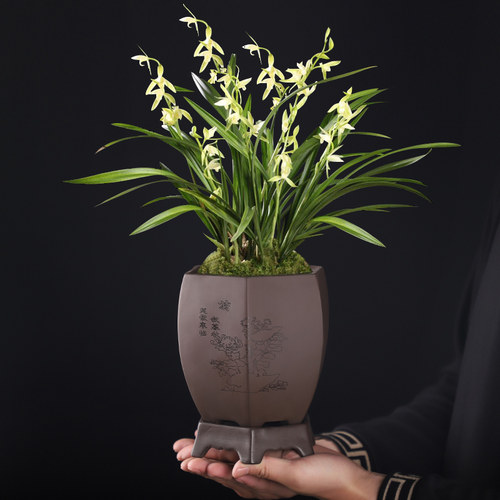 紫砂复古方口高盆绿植专用托盘