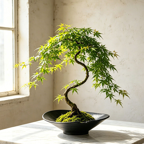 苔藓球水培器皿流泉枫花盆陶瓷简约高级感家用桌面装饰盆栽摆件大