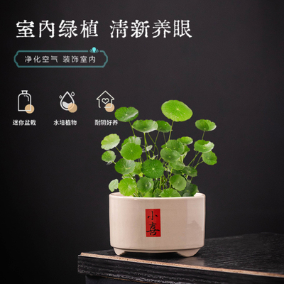 陶瓷花盆铜钱草专用花盆家用室内简约水养招财小绿植水仙花水培盆