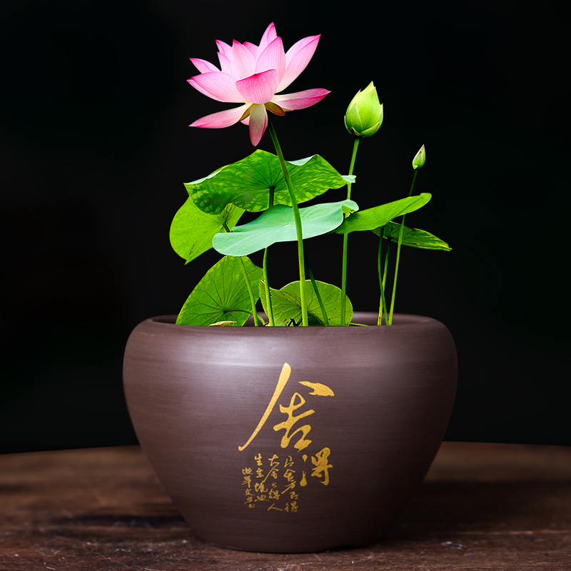 水培碗莲盆缸荷花睡莲铜钱草专用盆大号无孔紫砂花盆桌面陶瓷清仓
