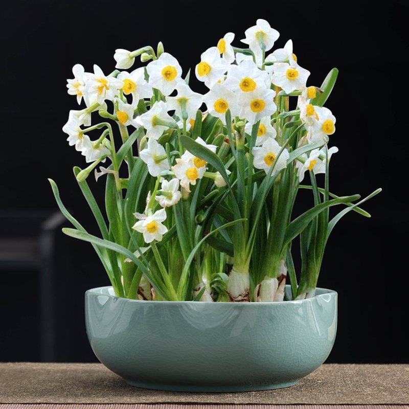 水仙花花盆水培专用花盆哥窑