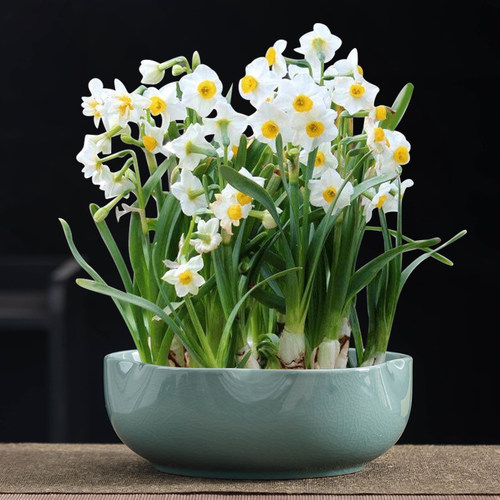 水仙花花盆水培专用花盆哥窑
