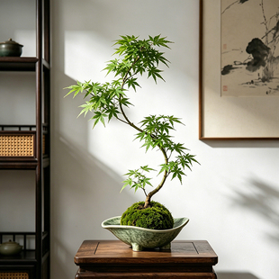 苔藓球花盆陶瓷盆流泉枫米竹苔藓球无孔水培器皿托盘中式桌面摆件