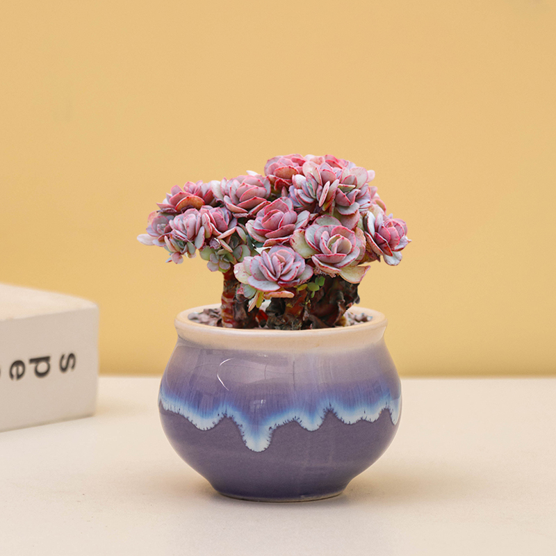 创意小球玫瑰多肉花盆多肉植物花盆陶瓷简约家居桌面花器摆件花器