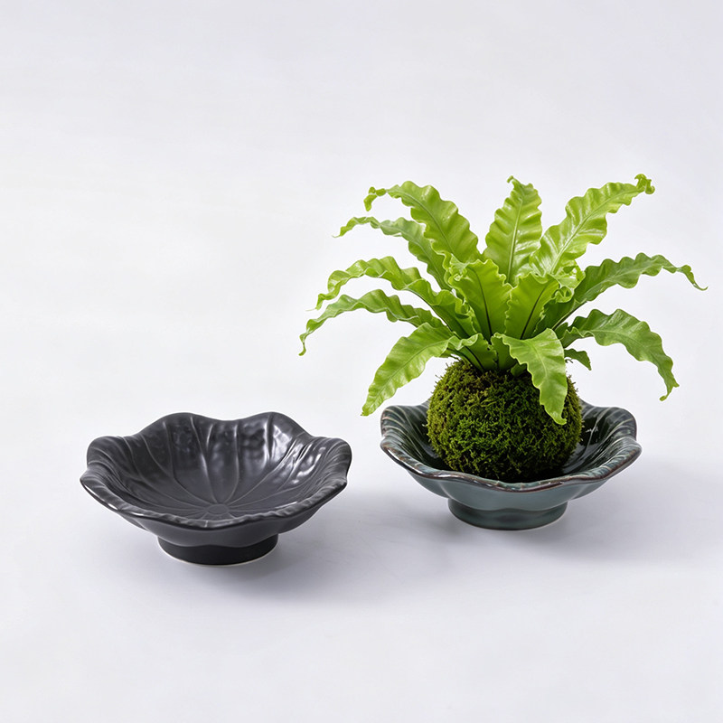 苔藓球花盆陶瓷托盘复古荷叶常春藤鸟巢蕨底盘桌面微景观绿植蓄水图片