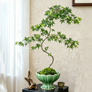 苔藓球托盘流泉枫绿植水培器皿盆无孔中式室内书房桌面植物盆栽