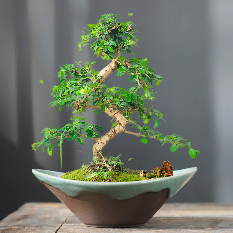 哥窑室内装饰盆景盆发财树盆栽美观陶瓷花盆大号开孔紫砂花盆清仓