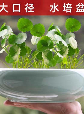 铜钱草专用水培花盆客厅大口径水养金钱草绿植盆栽办公桌陶瓷花器
