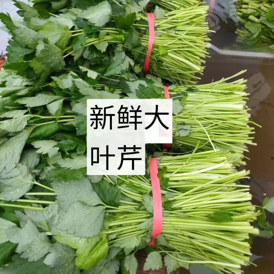 大叶芹新鲜山野菜新年货三叶芹图片