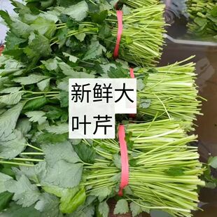 大叶芹新鲜山野菜新年货三叶芹东北特产包馅食用炖炒食材三斤