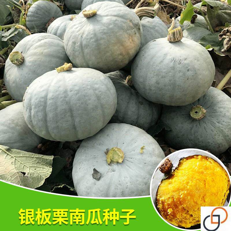 银栗南瓜种子白皮银栗南瓜种籽板家庭园艺种子
