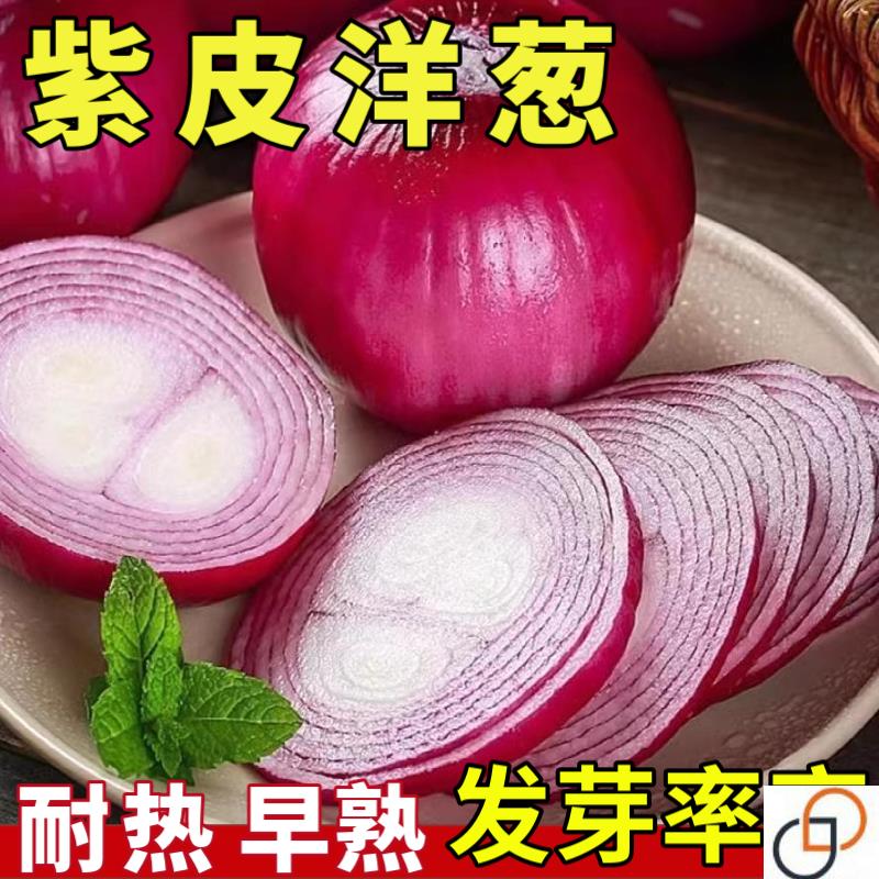 红皮洋葱种子紫皮阳台家庭蔬菜种子种植圆葱种籽耐寒耐热四季高产