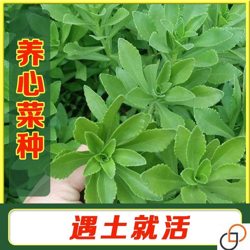 高钙救心菜养心菜种子可食用野菜四季播阳台盆栽特色保健蔬菜种籽