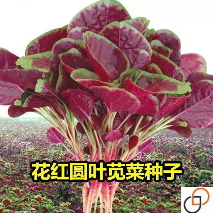 【新花种子】四季播高产青菜种子苋菜籽阳台盆栽蔬菜种子