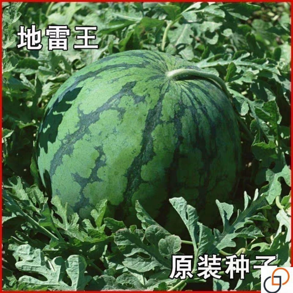 地雷王西瓜种籽 早熟薄皮红壤西瓜种子高产超甜 庭院大田蔬果种孑