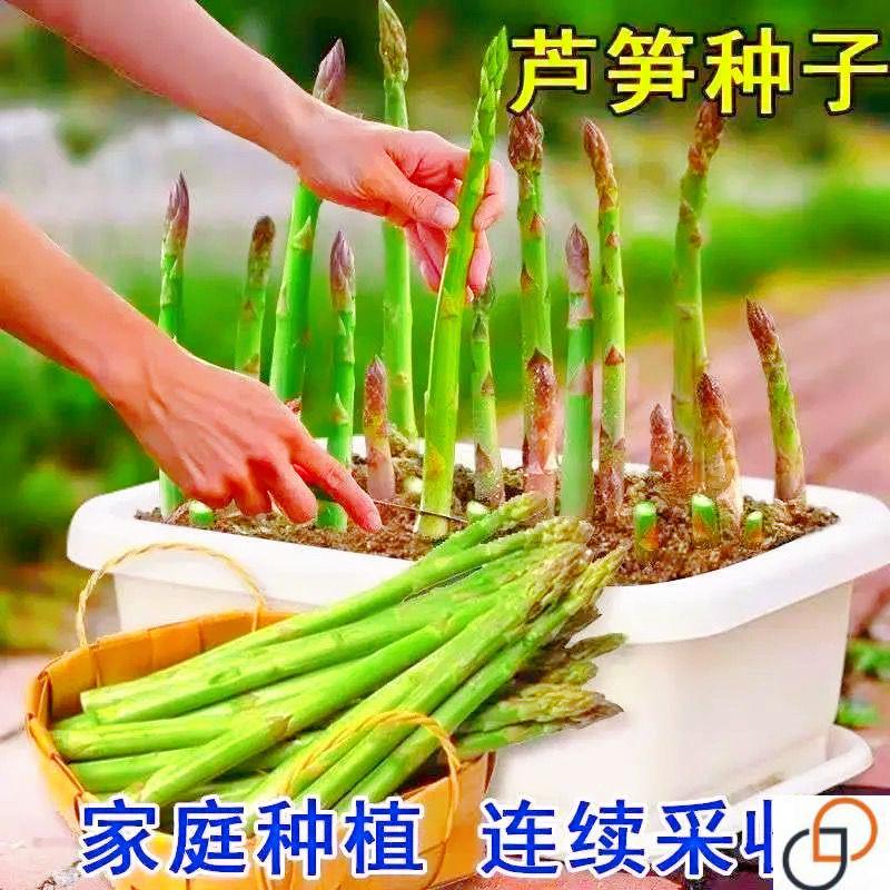 芦笋种子 四季播种蔬菜之王进口家庭园艺种子