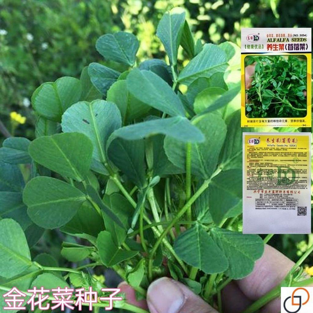 四季种植 草头种籽金花菜菜籽上海草头种子草头菜种籽金花菜种子