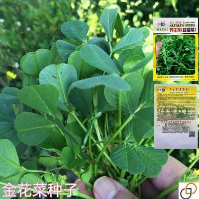 四季种植 草头种籽金花菜菜籽上海草头种子草头菜种籽金花菜种子