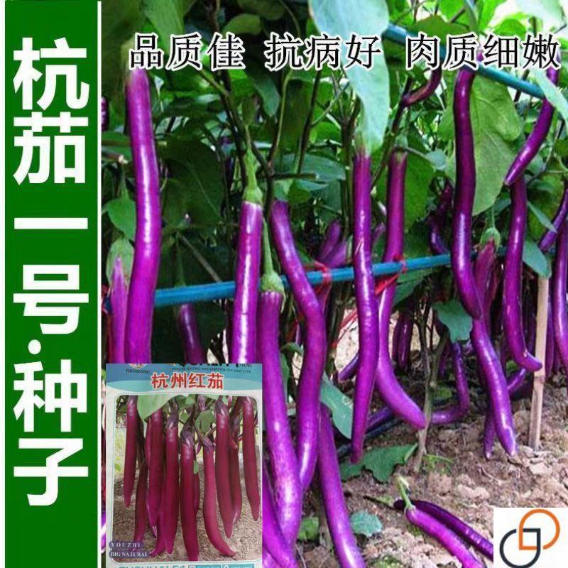 杭茄一号茄子种子 新品 紫红色长茄子 线茄 早熟 高产 春秋播蔬菜