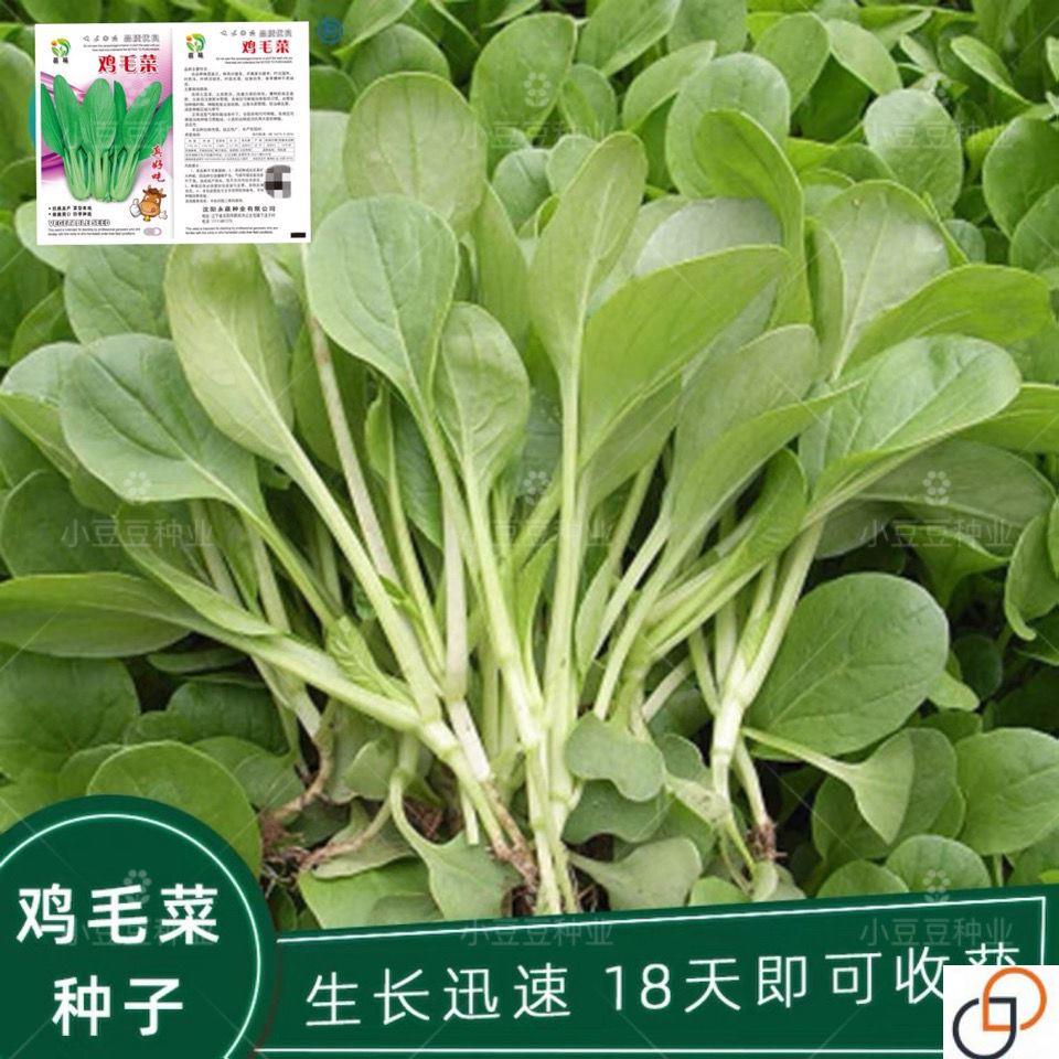 鸡毛菜种籽四季小白菜青菜油菜上海青20天速成盆栽蔬菜籽易活