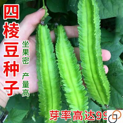 高产四棱豆种子四季播种菜地庭院蔬菜四角豆皇帝豆种籽阳台蔬菜种