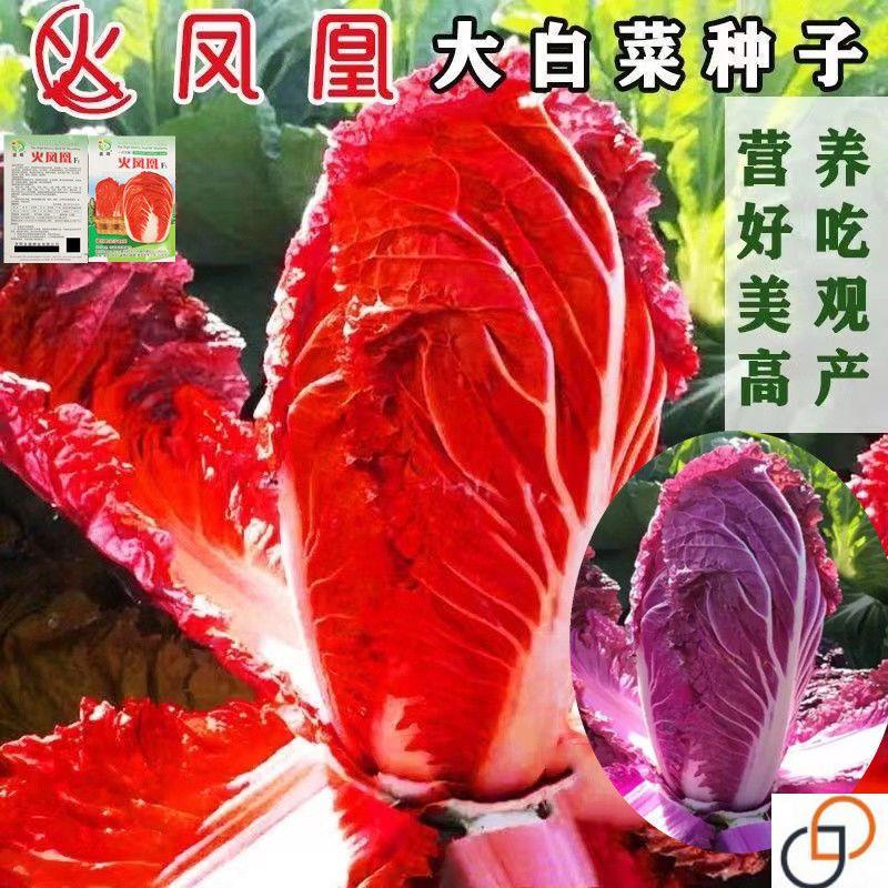 火凤凰红色大白菜种子紫白菜种秋天冬季稀有特色蔬菜种子
