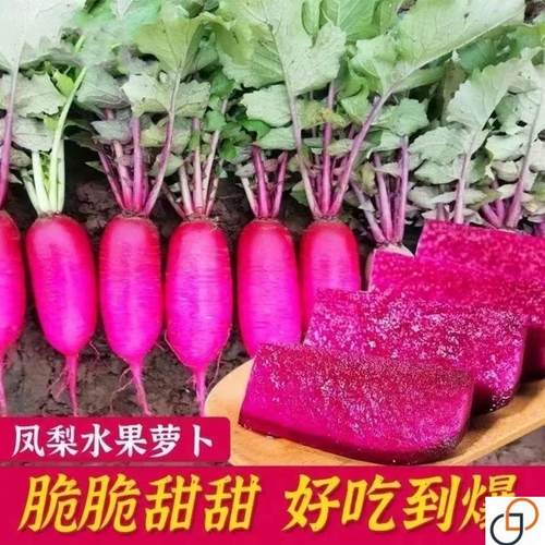 凤梨红心水果萝卜种子红皮满堂红心里美萝卜籽种子春秋四季播蔬菜