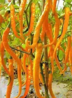 湖南黄线椒种子黄贡种子高产辣椒种子黄小米椒钟籽黄辣一号