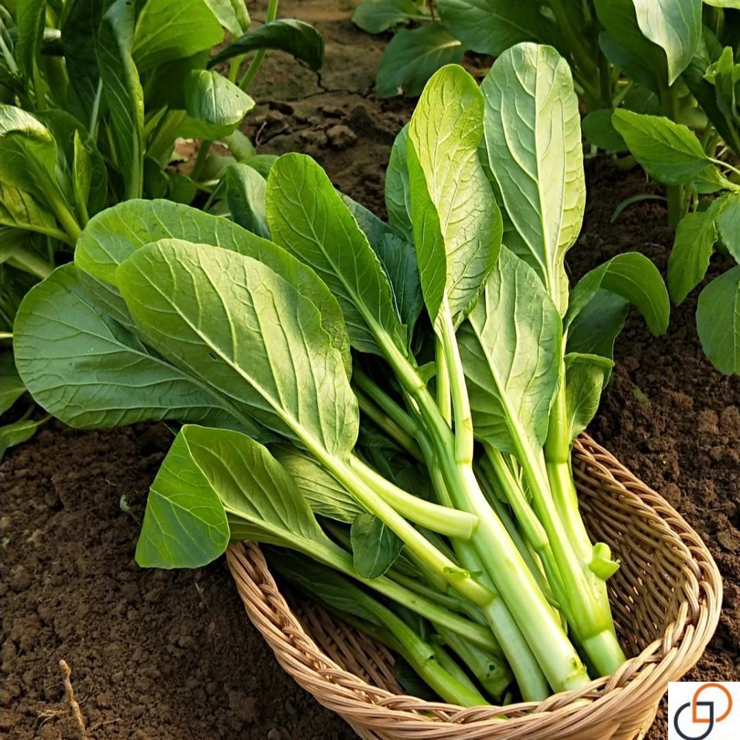 四九菜心种子红菜苔白菜苔蔬菜种籽孑增城迟青菜广东秋季菜籽