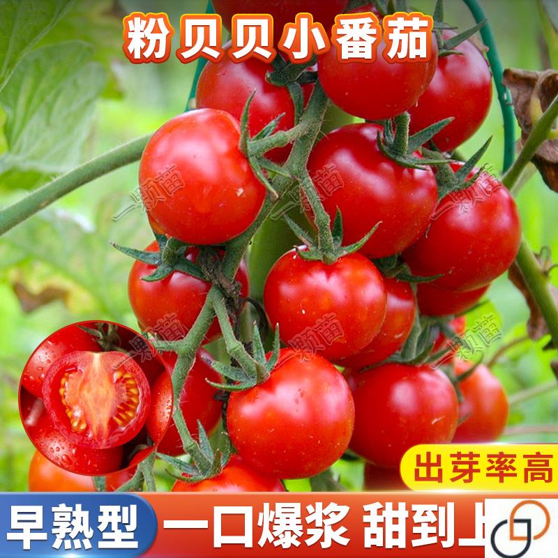 樱桃水果小番茄种孑圣女果种籽家庭庭院盆栽玲珑西红柿种子菜种籽