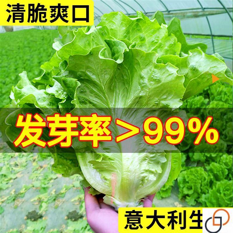 生菜种籽意大利速生奶油生菜种子耐热耐寒春夏季四季阳台水培蔬菜
