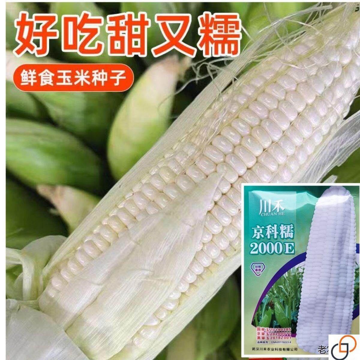 国审甜糯玉米种子高产大田用种甜糯鲜食粘玉米水果玉米大全产量稳