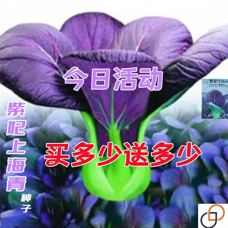紫妃上海青种子上海青精品苏州青四季种植高产蔬菜