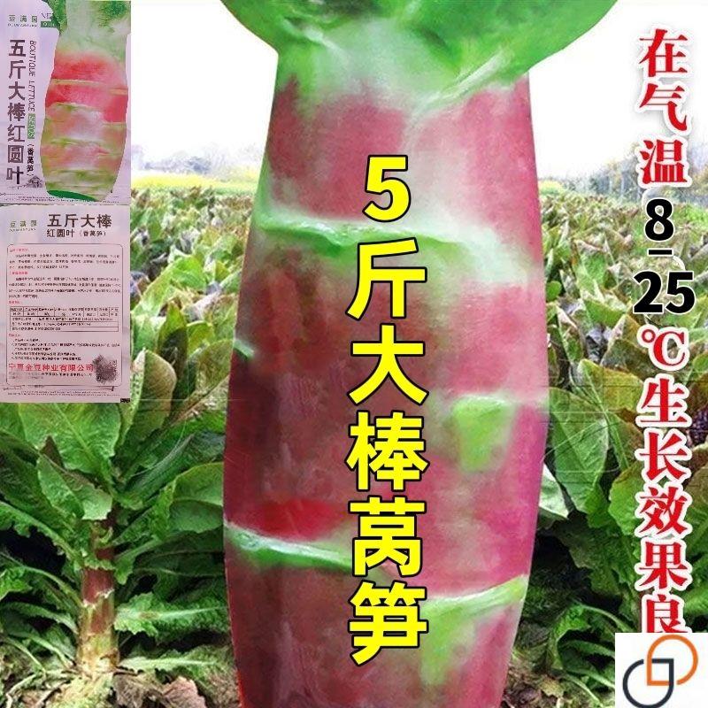 五斤王莴笋种子特大高产红皮绿肉香莴苣秋冬季播农家田园蔬菜种子