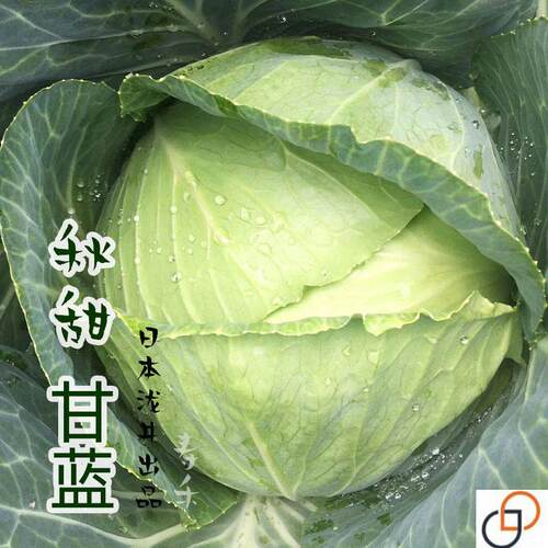日本甘蓝种籽种子苗包心菜高产卷心菜包菜秋季夏季四季蔬菜孑结球