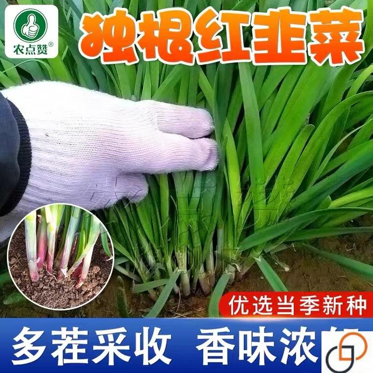 韭菜种籽种子抗热耐寒田园阳台盆栽四季播宽叶紫根红根韭菜种孑子